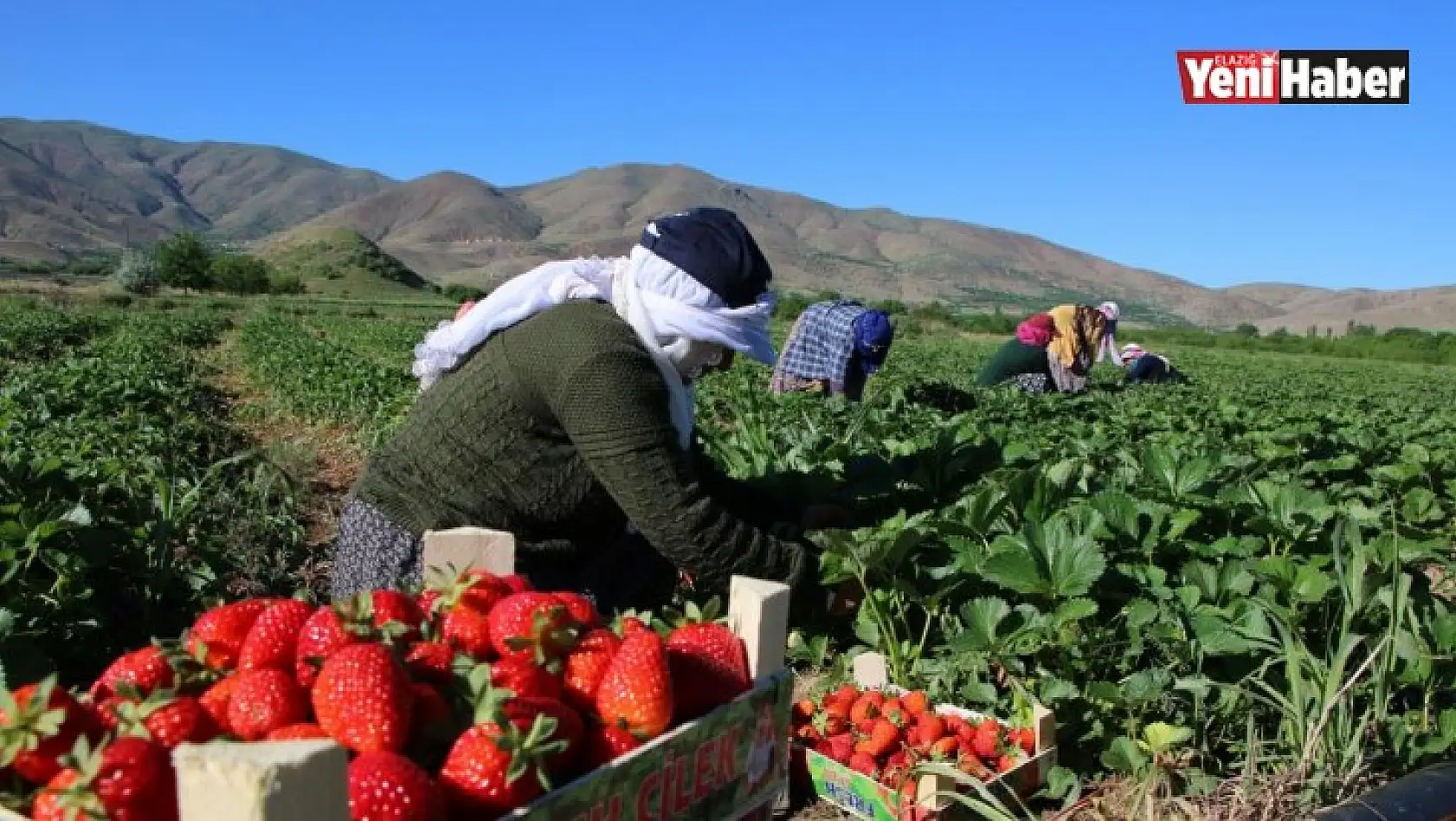 Elazığ'da Çilek Zamanı!