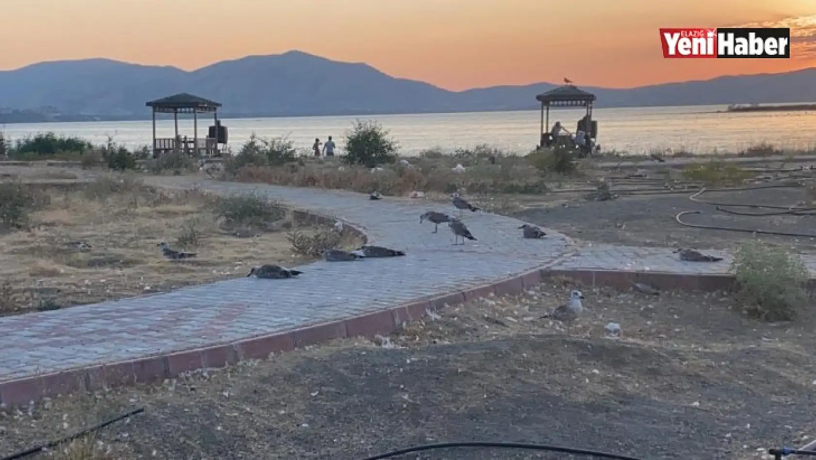 Elazığ'ın İncisinde Korkutan Martı Ölümleri