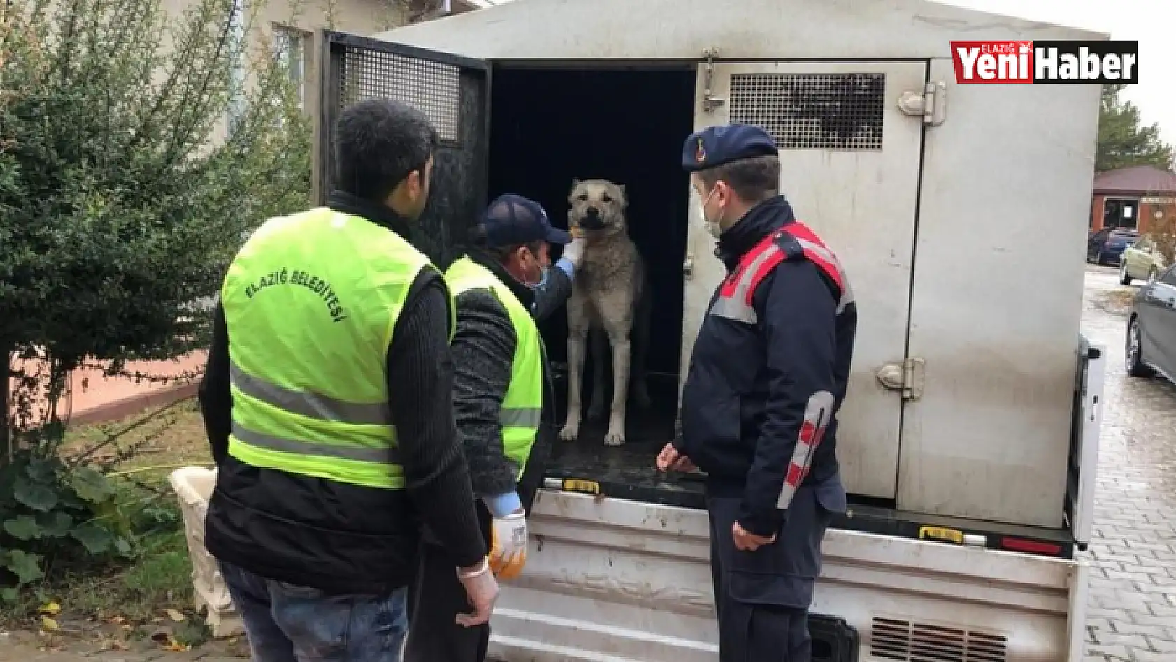 Eziyet Edilen Köpek Bakıma Alındı!