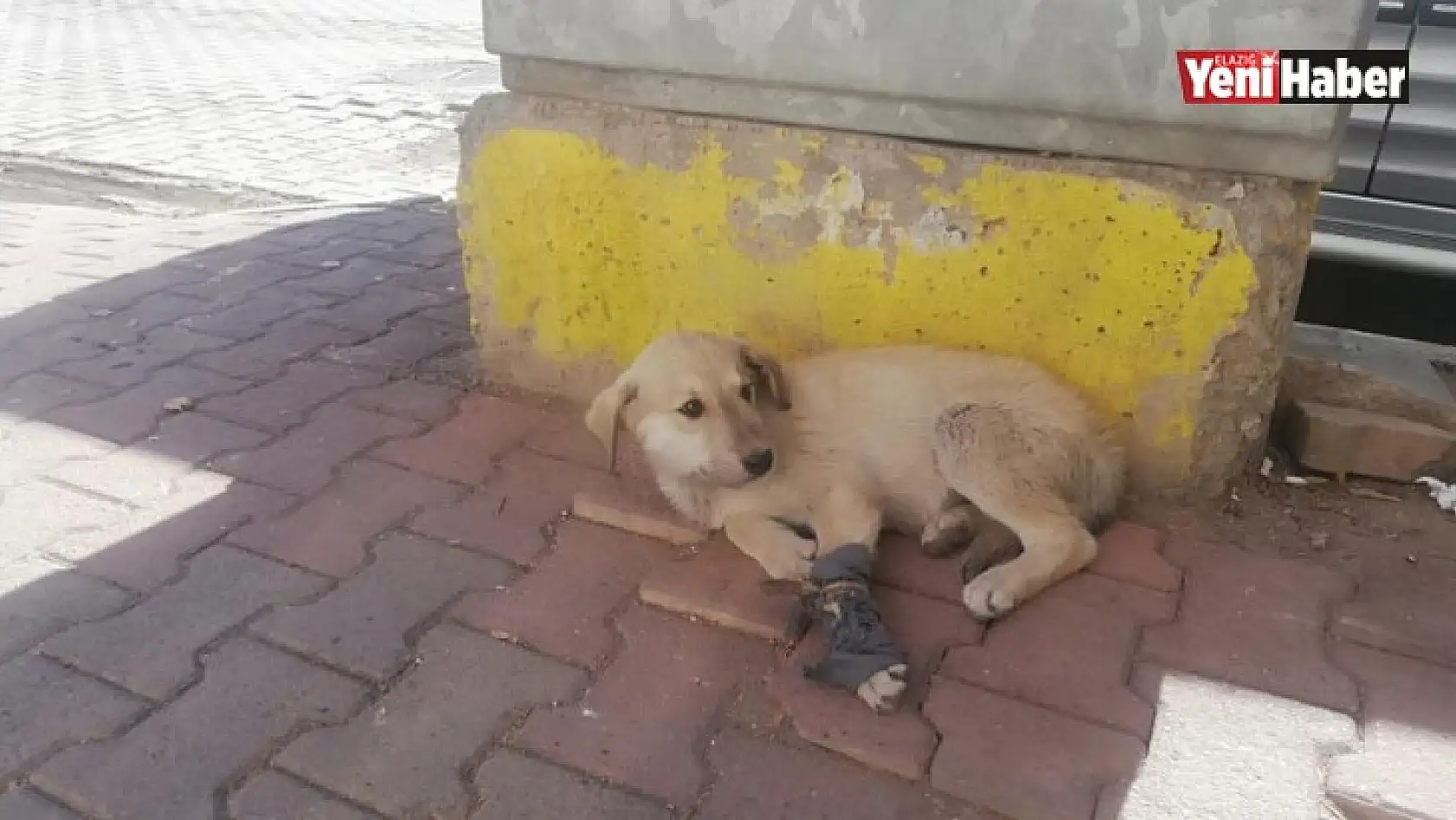 Otomobilin Çarptığı Yavru Köpek, Kalp Masajı İle Hayata Tutundu!