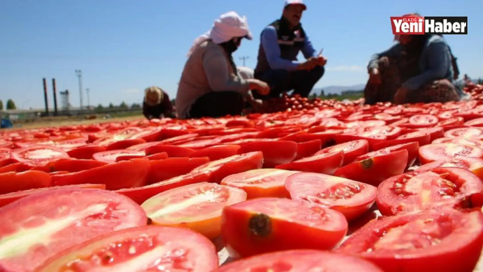 Sofralara Lezzet Katan Kurutmalık Domatesin Hasadı Başladı