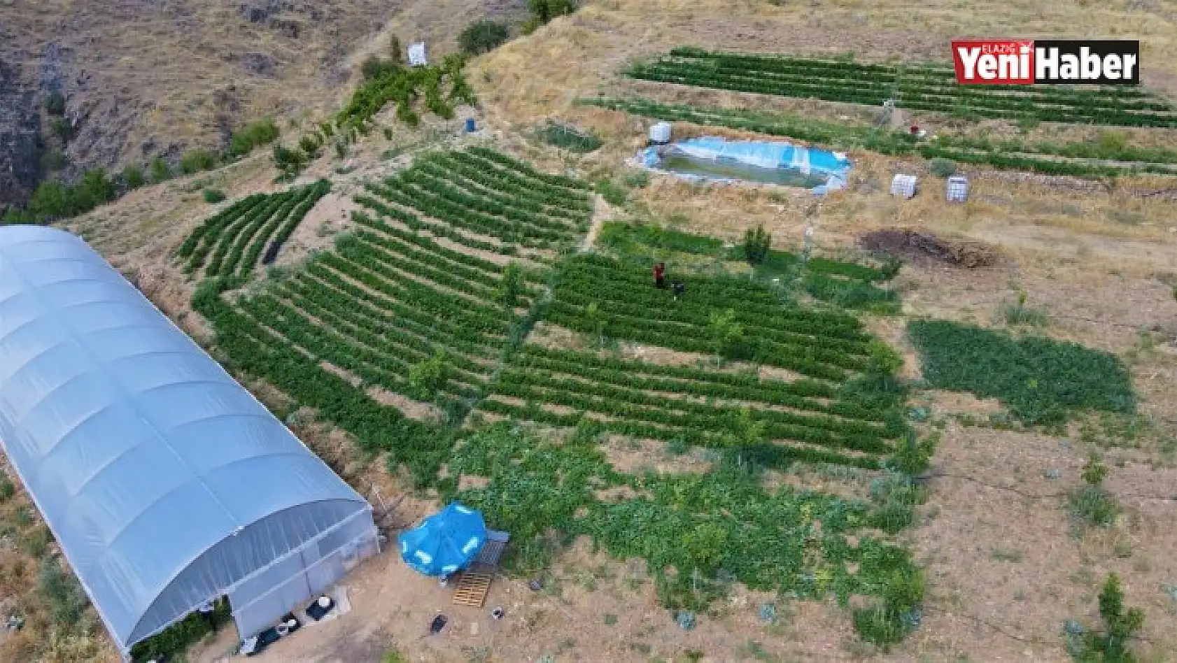 Tescilli 'Keban Biberi' İşini Büyüttü, Verimi Arttırıp İhracata Başladı