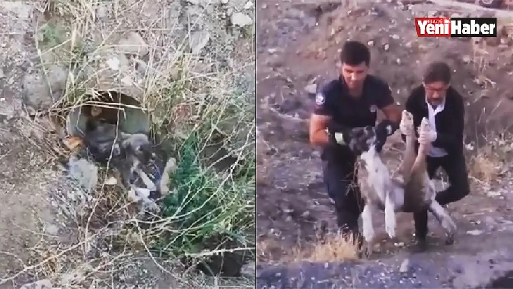 Yaralı Köpeğe İtfaiye Şefkati!