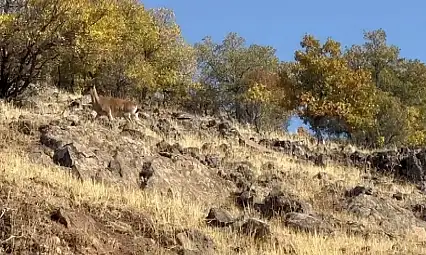 Elazığ'da dağ keçileri görüldü