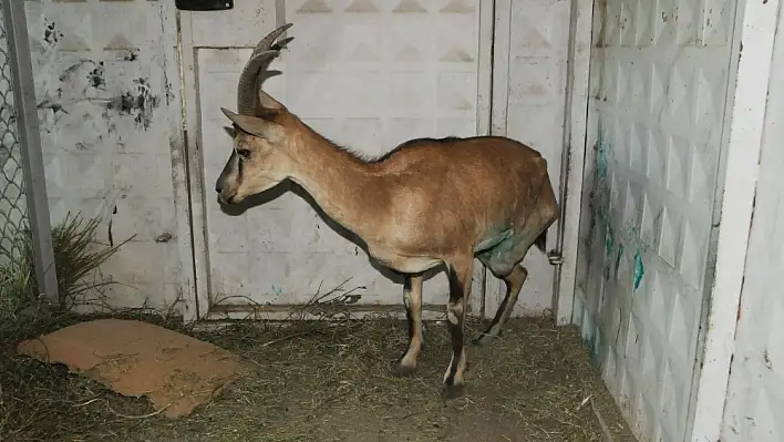 Bacağı kesilen dağ keçisi, koruma altına alındı 