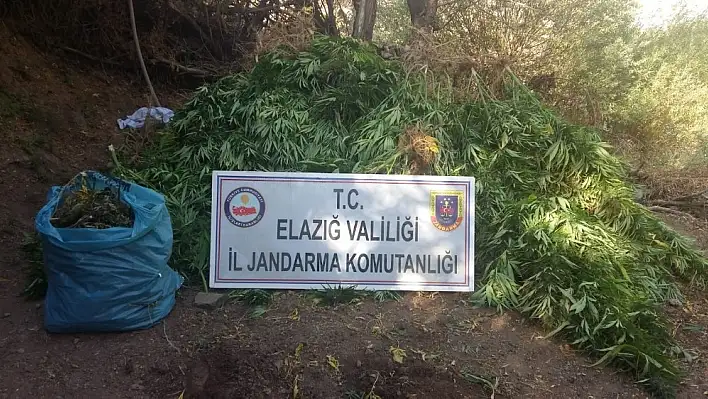 Elazığ'da 4 bin kök Hint keneviri ve 15 kilo esrar ele geçirildi 