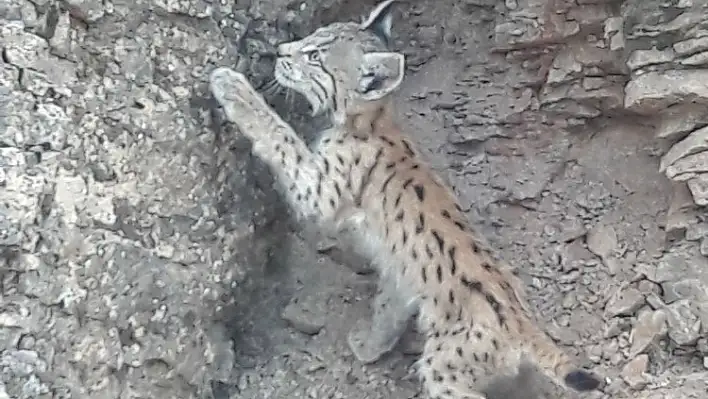 Koruma altındaki vaşak, bu kez Bingöl'de görüntülendi 