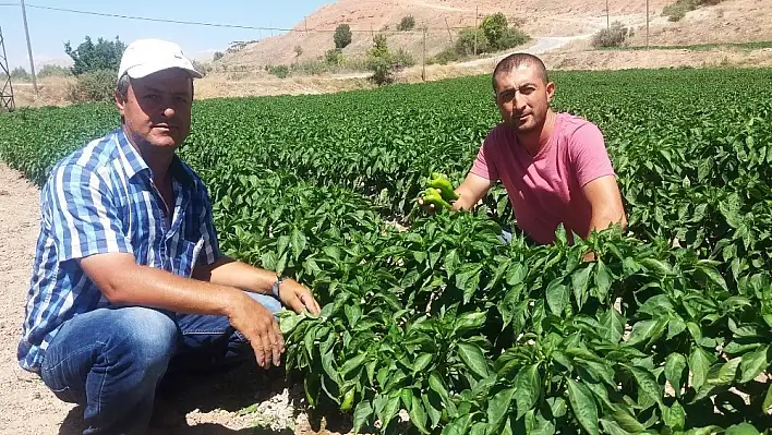 Örnek çiftçinin yetiştirdiği ürünler yok satıyor 