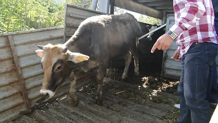 Genç Çiftçilerine büyükbaş hayvanları teslim edildi 