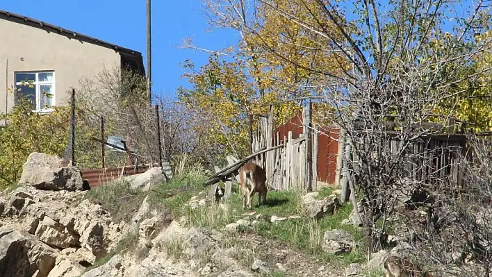 Çemişgezek'te yaban keçileri ilçe merkezine kadar iniyor 