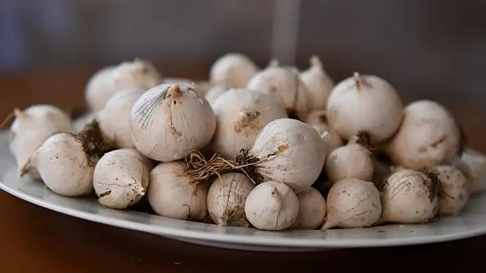 Tunceli dağ sarımsağı tescillendi 