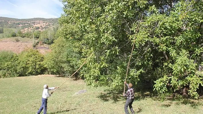 Bingöl'de ceviz hasadı başladı 