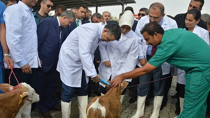 Bakan Pakdemirli'den müjde: 'Yerli karkas et fiyatları 29 TL'den alınacak' 