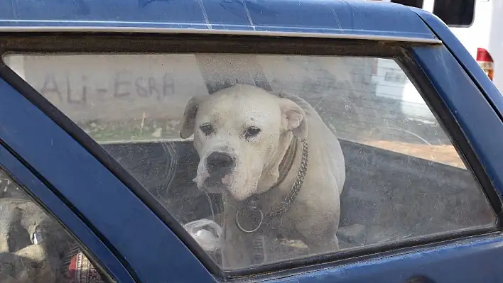 Yaralı saldırgan köpek paniğe neden oldu 