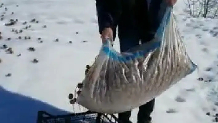 2 bin liralık cevizini hayvanlar için doğaya bıraktı 