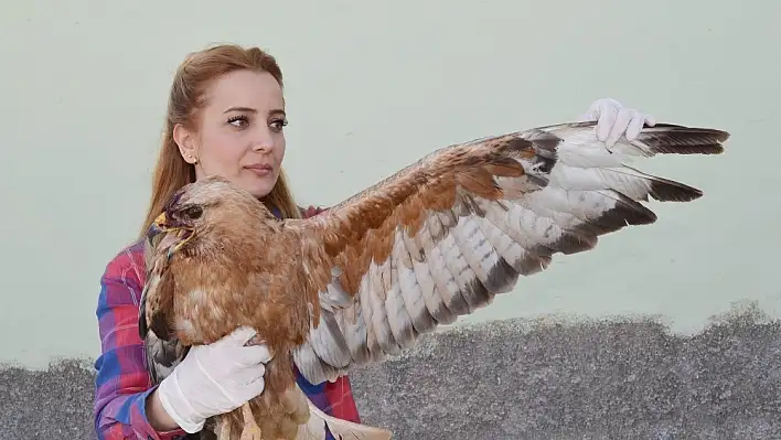 Tunceli'de yaralı şahin tedavi altına alındı 