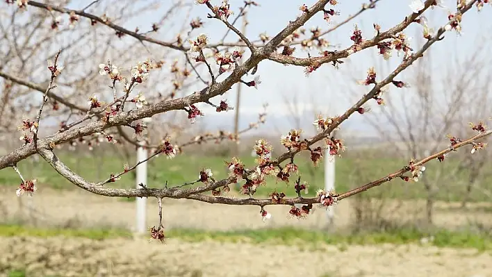 Malatya'da kayısıyı don vurdu 