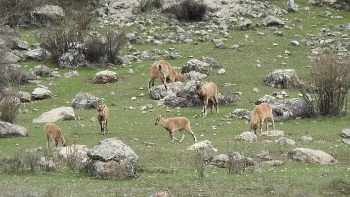 Baharla birlikte dağ keçileri sürü halinde geldi 