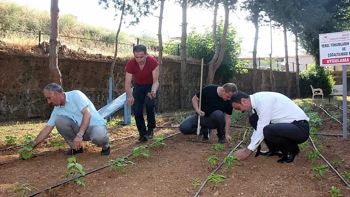 Yerli üretim için ata tohumları fide oldu, toprakla buluştu 