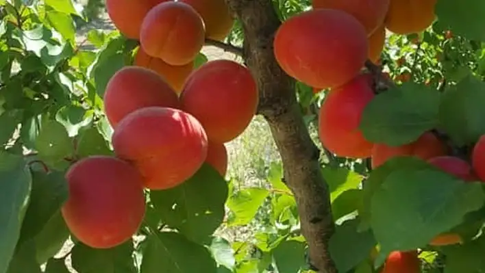 'Kayısının genetiği değiştirildi' iddialarına cevap 