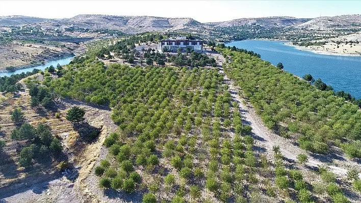 Badem Adası'nda Hasat Zamanı