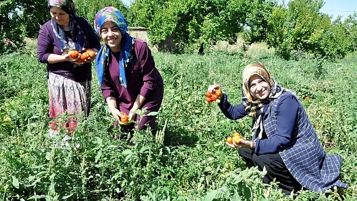 Kadın girişimciler, kurdukları kooperatifle siparişlere yetişemiyor 