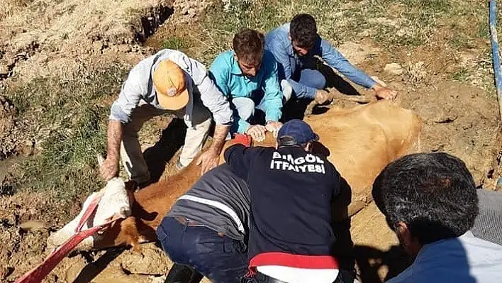 Bingöl'de bataklığa saplanan inek kurtarıldı 