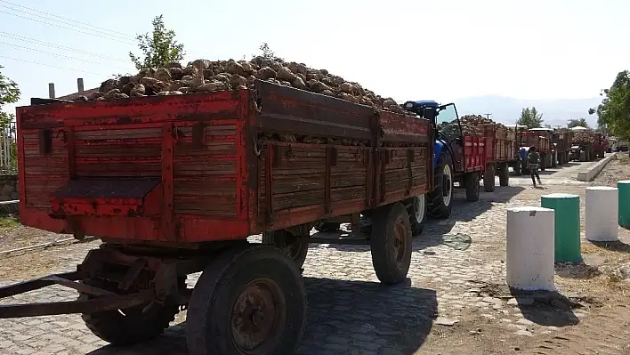 Elazığ'da Pancar Alım Kampanyası Başladı