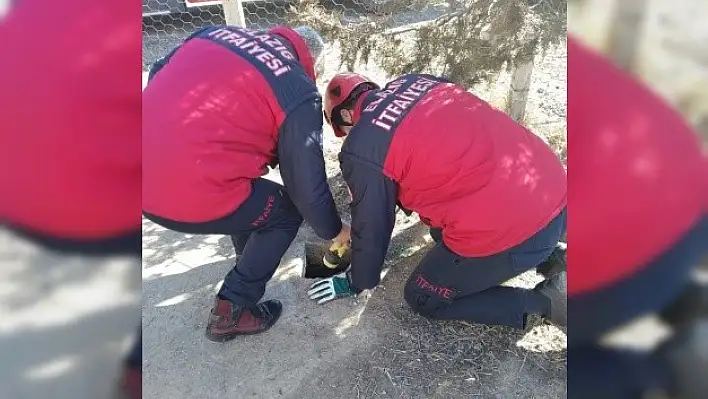 Mahsur Kalan Yavru Köpekler Kurtarıldı