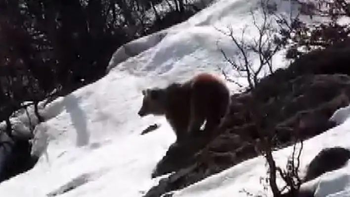 Boz Ayı Kış Uykusundan Uyandı