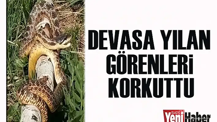 Komşu Şehirde Devasa Yılan