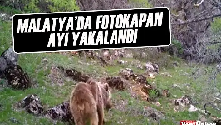 Malatya'da Fotokapan Ayı Yakaladı