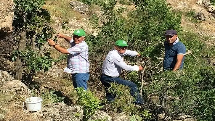 Malatya'da Antepfıstığı Yaygınlaşıyor!