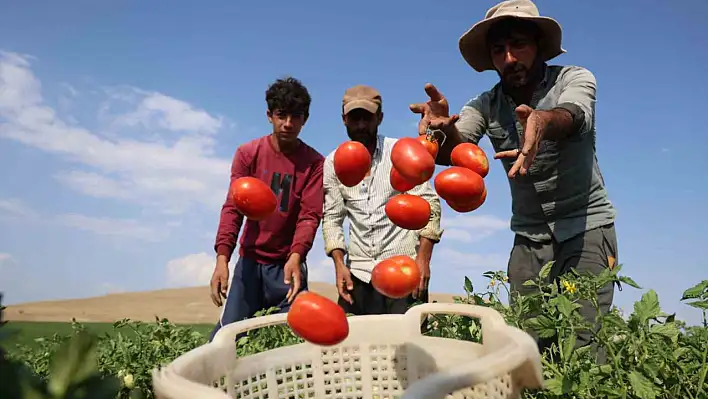 Elazığ'da Ucuz Domates