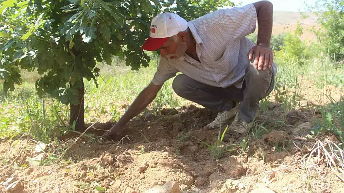 Elazığ'da İlk Hasat Gerçekleşti