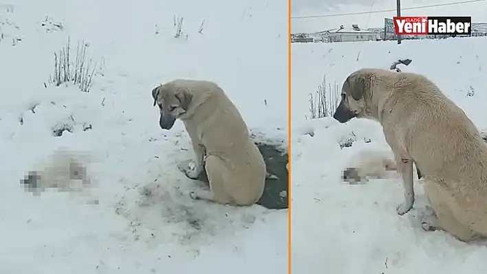 Anne köpek ölen yavrusunun başından ayrılmadı