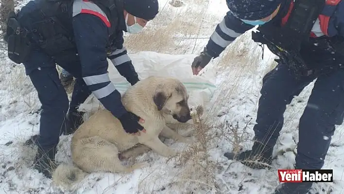 Aracın Çarptığı Köpeğe, Jandarma Sahip Çıktı