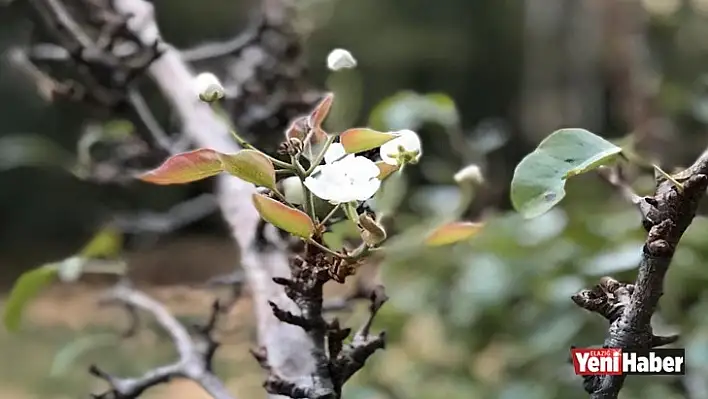 Armut Ağacı Ekim'de Çiçek Açtı!