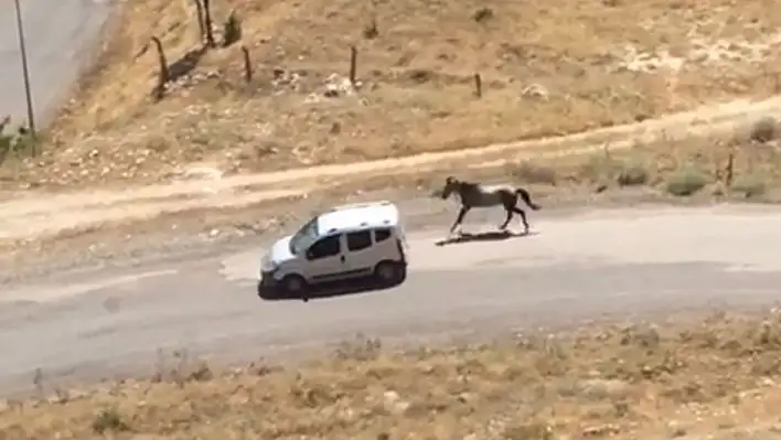 Palu Kaymakamlığı Affetmedi!