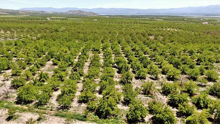 Kayısı'da Üzücü Haber!