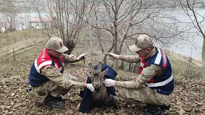 Palu'da Keçi Operasyonu!