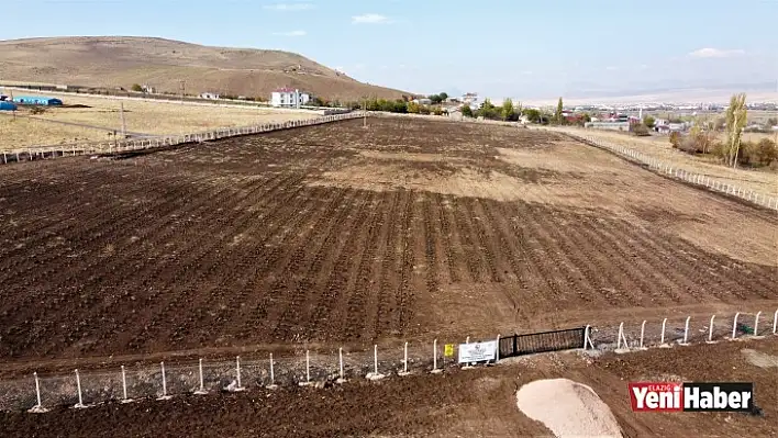 Bölge'nin En Büyük Lavanta Bahçesi  Elazığ'da Kuruldu!