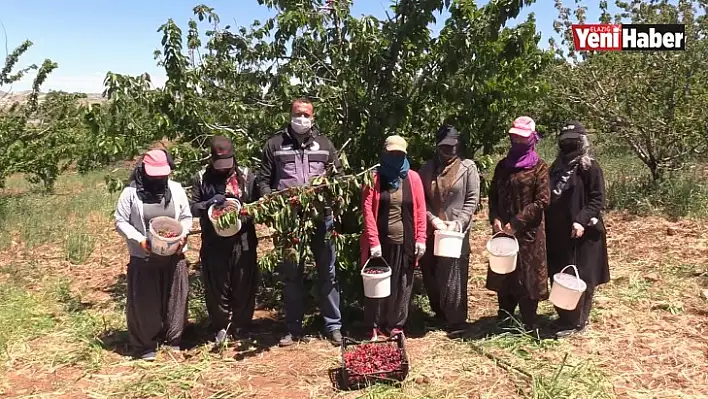 Bölgenin İlk Kiraz Hasadı Elazığ'da Başladı