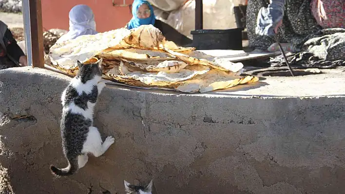 Uyanık Kedi Görenleri Gülümsetti