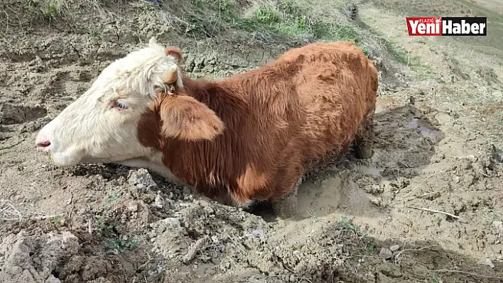 Çamura saplanan ineği vatandaşlar kurtardı