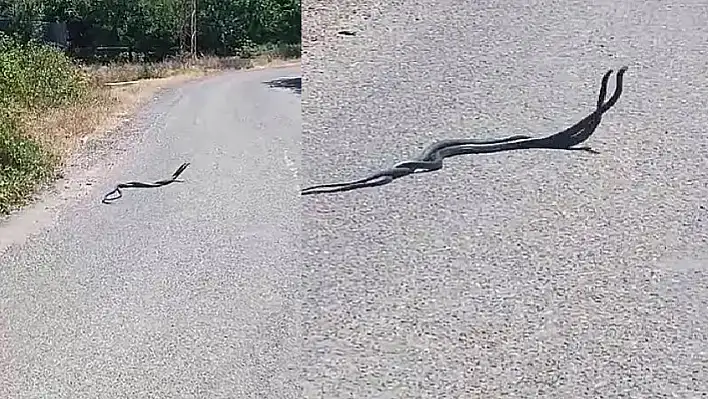 Çiftleşme Anı Kameralara Yakalandı