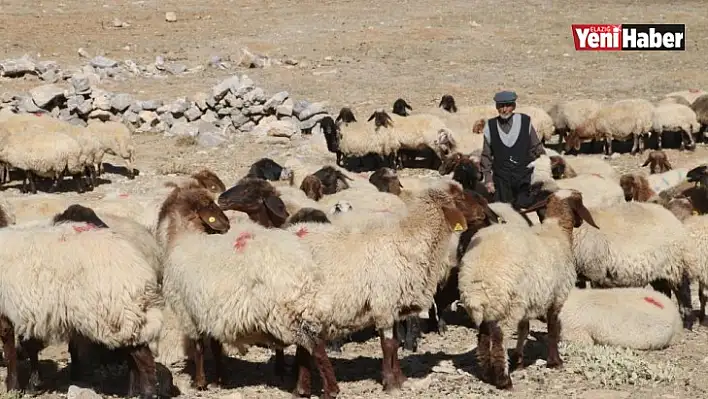 Çoban Bile Çobana Kız Vermiyor!