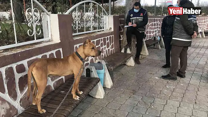 Cezayı Duyunca Pitbull'u Kendi Elleri İle Teslim Etti