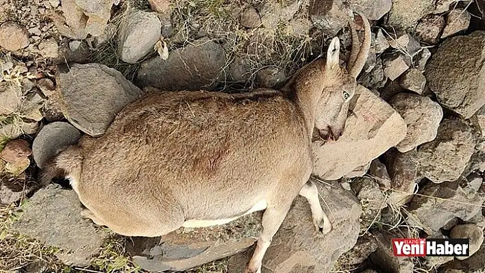 Dağ Keçisi Vuran Şahsa Ağır Ceza!