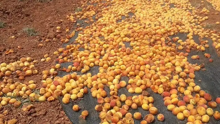 Elazığ'da Tonlarca Kayısı Çöp Oldu